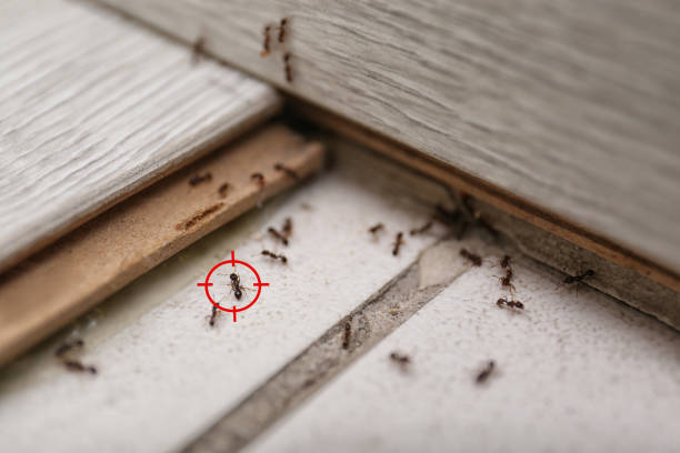  Waverly, IL Pest Control Pros