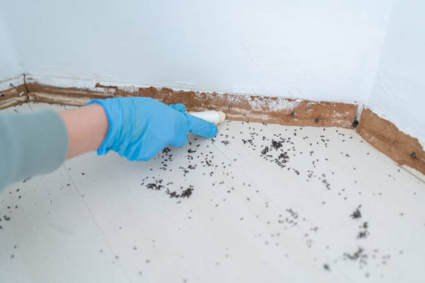 Best Ant Control Services  in Waverly, IL